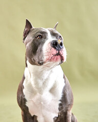 Portrait of a dog breed American Staffordshire Terrier on a green background