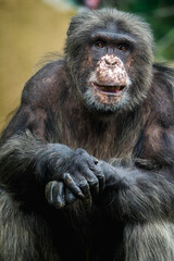 Chimpanzee portrait in zoo park