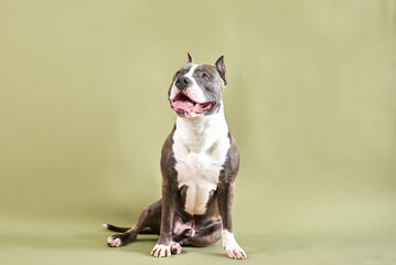 american staffordshire terrier dog