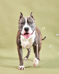 american staffordshire terrier dog  playing with bubbles