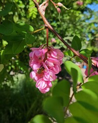 spring flowering of pink acacia with green leaves in the month of May. Flying honey bee collecting bee pollen from acacia blossom. Bee collecting honey.