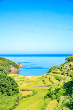 夏の浜野浦の棚田　佐賀県松浦郡　Hamanoura Rice Terraces in summer. Saga Pref, Matsuura-gun.