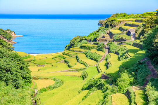 夏の浜野浦の棚田　佐賀県松浦郡　Hamanoura Rice Terraces in summer. Saga Pref, Matsuura-gun.