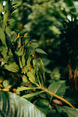 beautiful butterfly in a greenhouse among plants