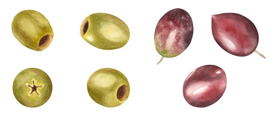 Green and red, brown olives set isolated on white background. Watercolor hand drawn botanical illustration. Can be used for menu, product package and food design