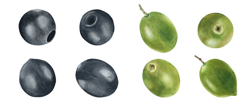 Green and black olives set isolated on white background. Watercolor hand drawn botanical illustration. Can be used for menu, product package and food design