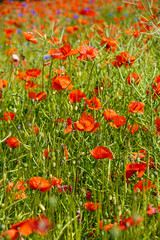 poppy flowers in the field