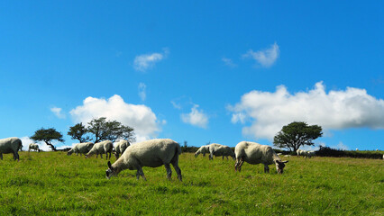 Naklejka na ściany i meble Bright summer afternoon,sheep on the moor in Cornwall,with blue sky,green grass and light cloud.