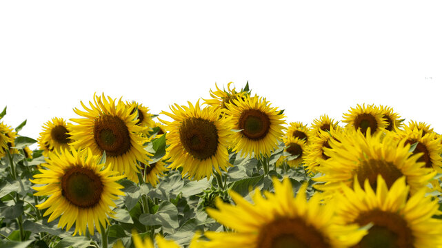 Sunflower in the field png. Field of sunflowers with transparent background