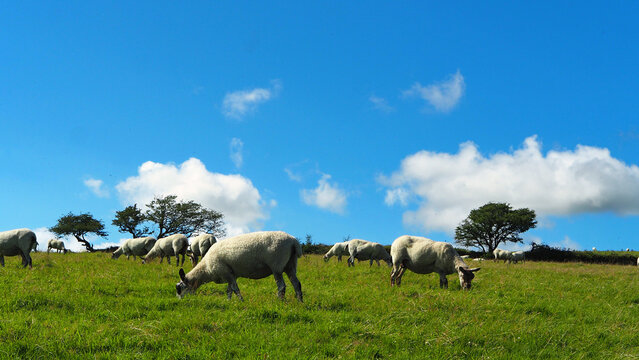 Bright summer afternoon,sheep on the moor in Cornwall,with blue sky,green grass and light cloud.
