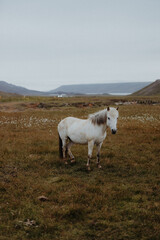 Island - Islandpferd