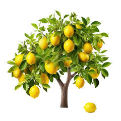 Lemon tree isolated on white transparent background, Yellow ripe fruits and green foliage, PNG, 