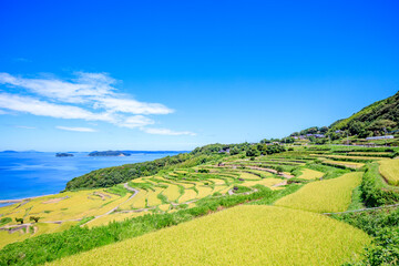 Obraz premium 初夏の土谷棚田 長崎県松浦市 Doya Rice Terraces in early summer. Nagasaki Pref, Matsuura city.