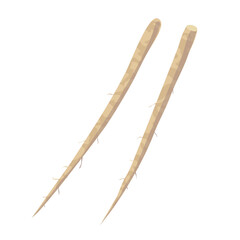 ゴボウのイラスト