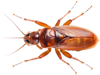 Insect in close up in top view with transparent background. Generative AI 4