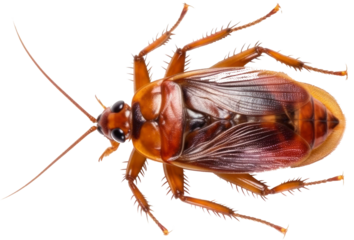 Insect in close up in top view with transparent background. Generative AI 5