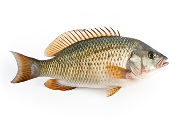 Image of tilapia on white background. Fish. Underwater animals. Illustration, Generative AI.