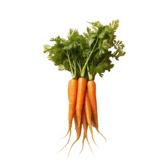 Carrots with natural color and organic on isolated background