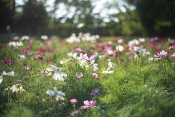 Cosmos flowers background at the afternoon in the garden