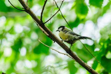 Obraz premium Birds are sitting on a tree
