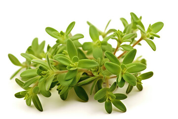 Thyme On White Background. Generative AI