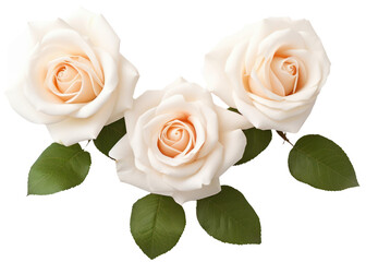 Three white rose top view with transparent background. Generative AI