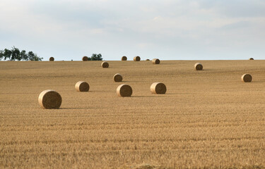 The field after harvest with straw bales.