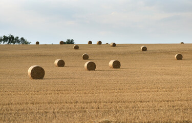 Fototapeta premium The field after harvest with straw bales.