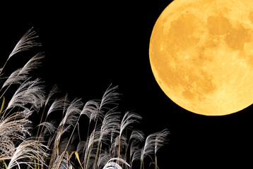 The harvest moon and Japanese pampas grass.