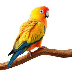 The sun parakeet also called the sun conure in South America displays stunning yellow orange and red colors