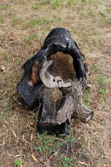 A tree stump on the ground