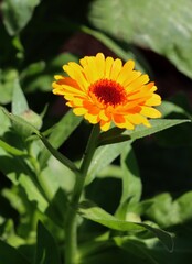 yellow flowers of marigold plant close up