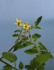 yellow flowers of tomato plant in the garden