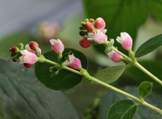 small,pink,nice flowers of snowberry bush in park