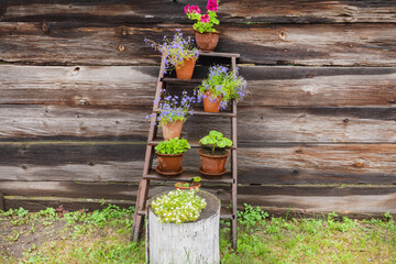 Rustic garden decor consisting of stairs, pots of flowers against a wooden vintage wall