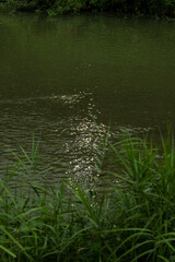 grass and water