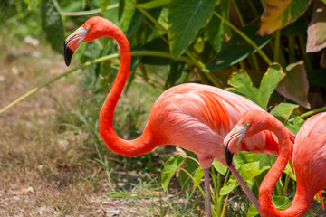 Flamingo in Thailand
