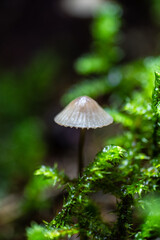 Pilz im WaLD