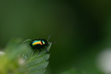 Mistkäfer auf Blatt