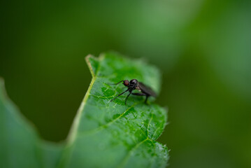 Fliege auf Blatt