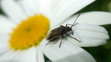 A close up view of a daisy flower blossom with a shield bug on it