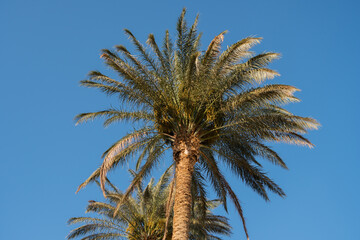 Obraz na płótnie Canvas Egyptian Palm Tree and Blue Sky