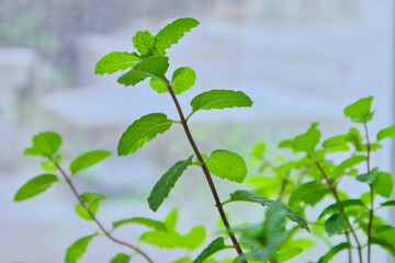 fresh mint leaves
