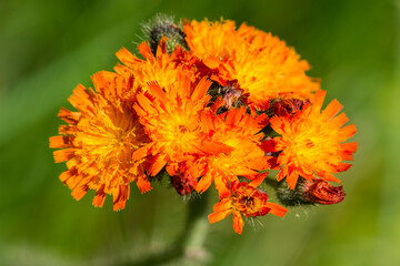 Orangerotes Habichtskraut (Hieracium aurantiacum )