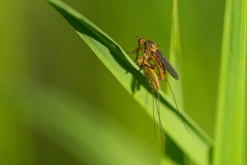 Helle Tanzfliege (Empis livida)  mit gefangener Eintagsfliege