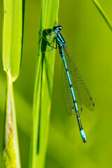 Hufeisen-Azurjungfer ( Coenagrion puella ) Männchen © Karin Jähne