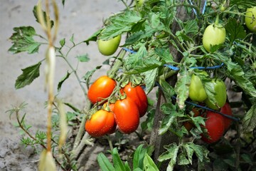 Organic tomatoes

