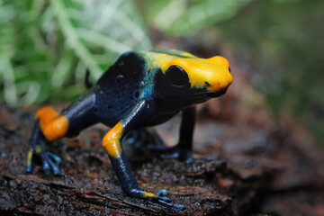 Naklejka premium Dendrobates tinctorius tumucumaque closeup on wood, Dendrobates tinctorius tumucumaque closeup