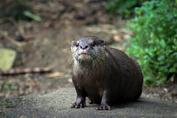 Brown otter looking away from the camera. Otter on a rock in the wilderness looking forward