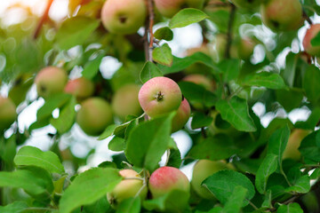 Ripe apples in the garden ready for harvest, autumn season. Selective focus.
